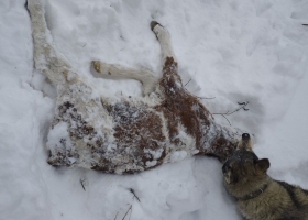 Віталій Бунечко: «Могильник» Житомирщини під політичною парасолькою олігархату та рейдерів