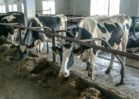 У Росії масово винищують корів через поширення ящуру: хакери отримали підтвердження